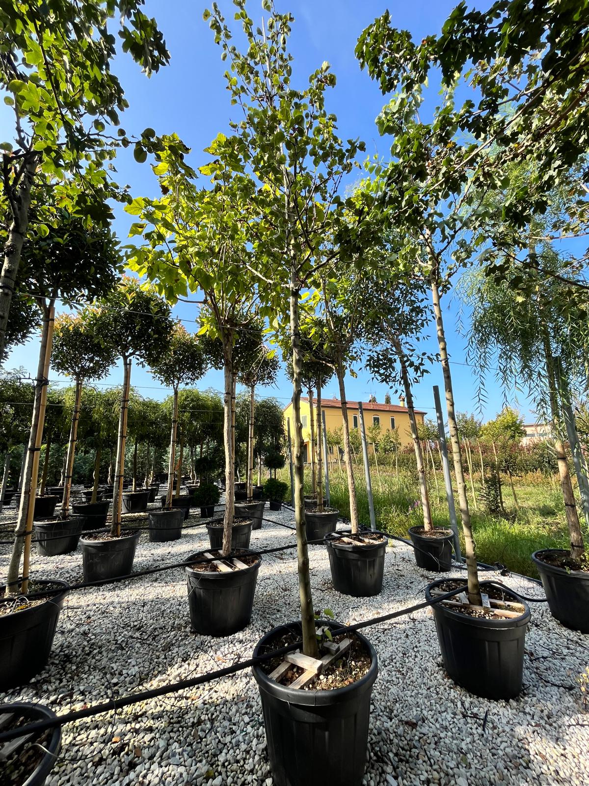 Cercis siliquastrum