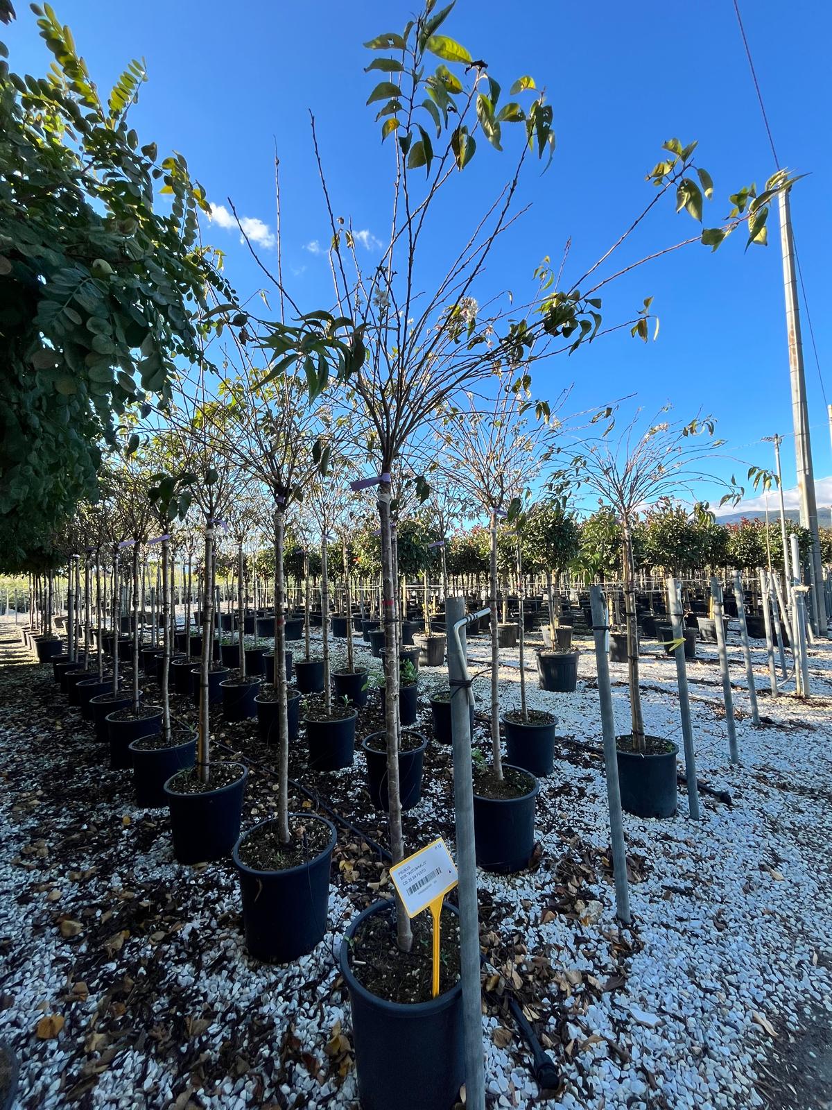 Prunus subhirtella “Autumnalis”