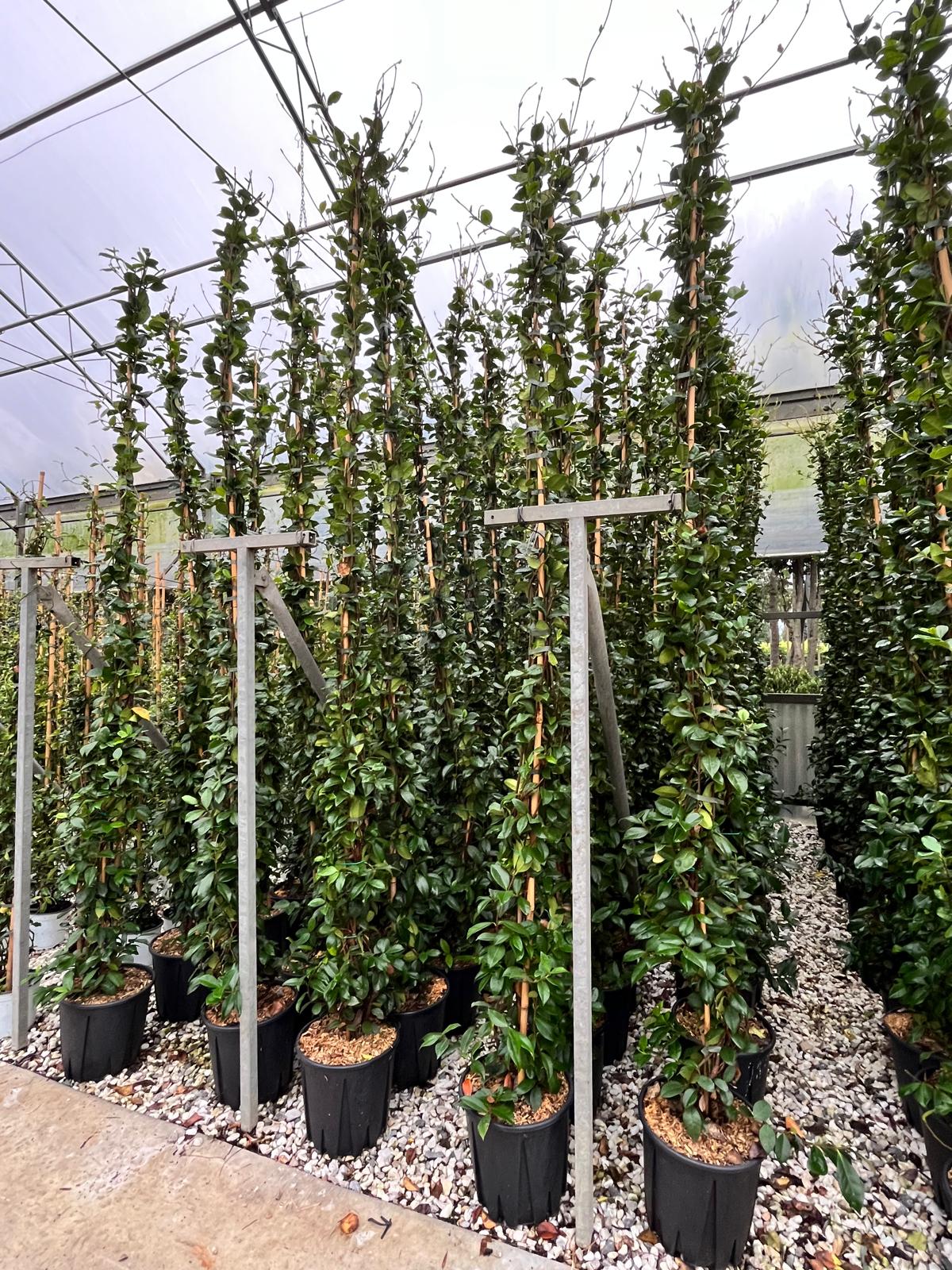 Trachelospermum jasminoides
