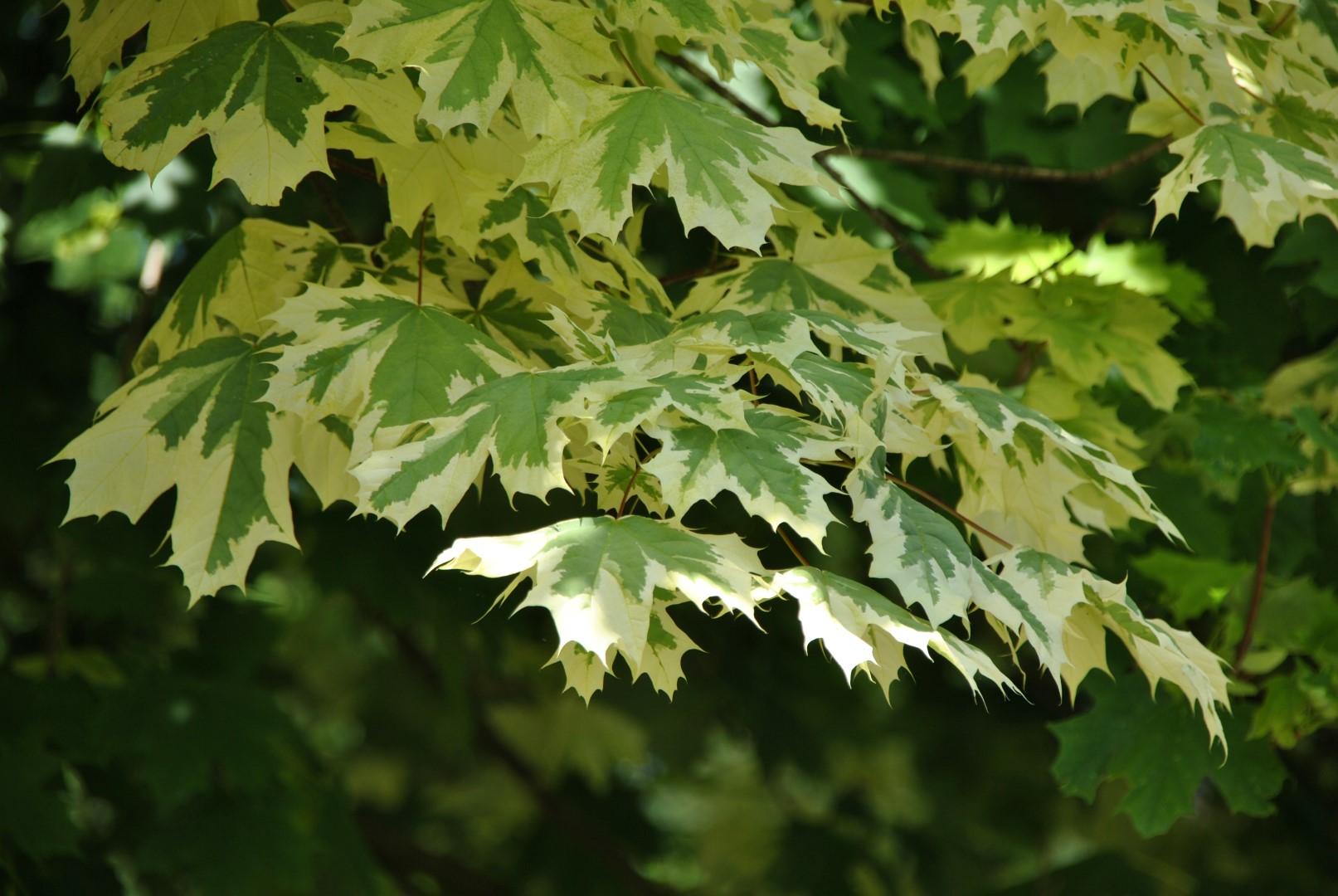 Acer platanoides “Drummondii”