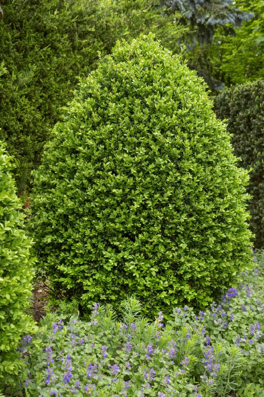 Buxus sempervirens ‘Arborescens’