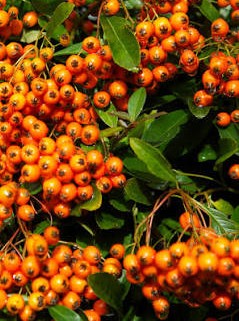 Pyracantha “Orange Glow”