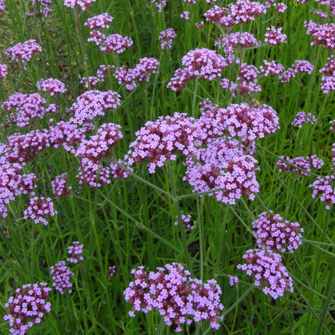 Verbena bonariensis